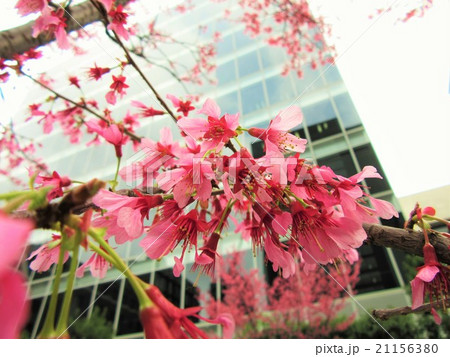 オフィス街に咲くおかめ桜 オフィス街に咲くおかめ桜 21156380