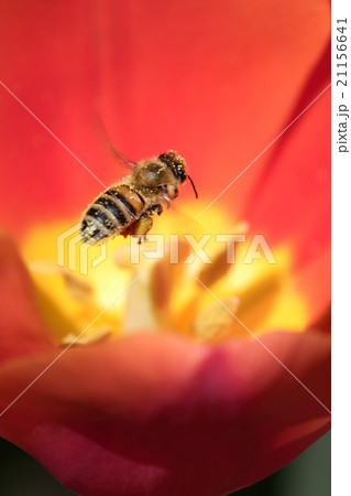 Honeybee Honeybee 21156641