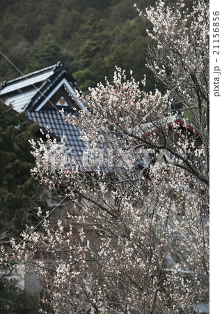 寂光院参道の梅の花 21156856