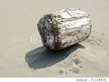 流木 流木 21156876