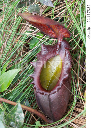 食虫植物 ウツボカズラ ボルネオ Insectivore of Nepenthes Borneoの写真素材 [21157382] - PIXTA