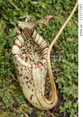 食虫植物　ウツボカズラ　ボルネオ Insectivore of Nepenthes　Borneo 21157383
