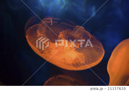 Moon sea jelly Moon sea jelly 21157620
