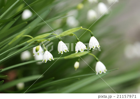 スノー・フレーク 21157971