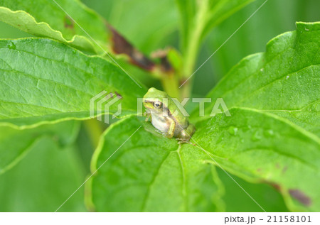 アマガエル 21158101