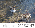川と２羽のカモ 21158147
