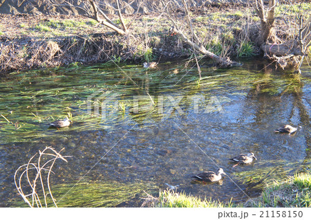 川のカモたち 21158150