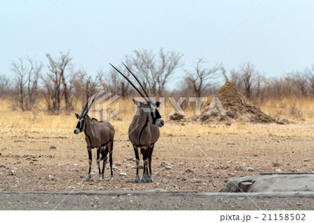 Gemsbok, Oryx gazella on waterhole 21158502