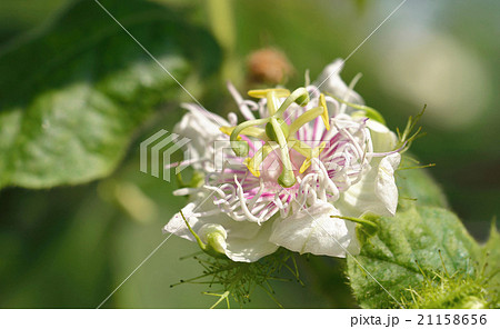 Passiflora foetida blossuim spring 21158656