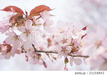 桜の花 アップ の写真素材