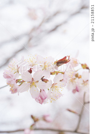 桜の花とつぼみ 21158851