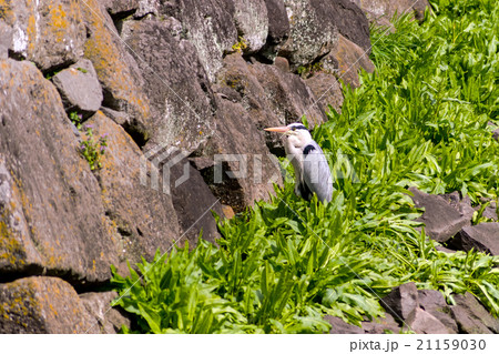 Grey heron in japanese garden Grey heron in japanese garden 21159030