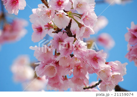 青空と桜（シロタエ） 21159074