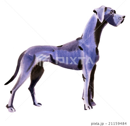 watercolor illustration of dog German mastiff watercolor illustration of dog German mastiff 21159484