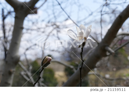 コブシの花とつぼみ 21159511