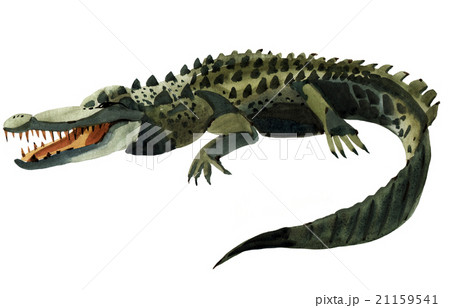 Handwork watercolor illustration of crocodile 21159541