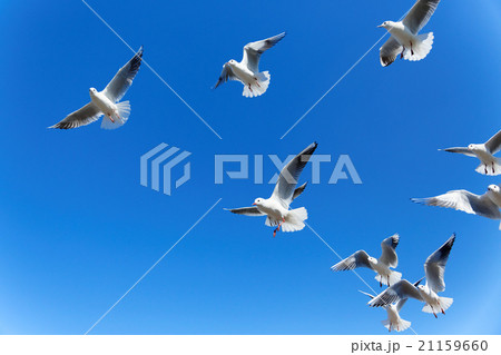 青空にユリカモメの群れ 21159660