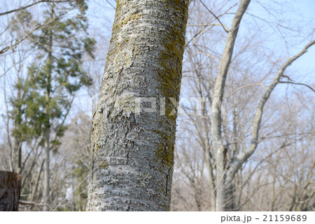 さくらの幹 さくらの幹 21159689