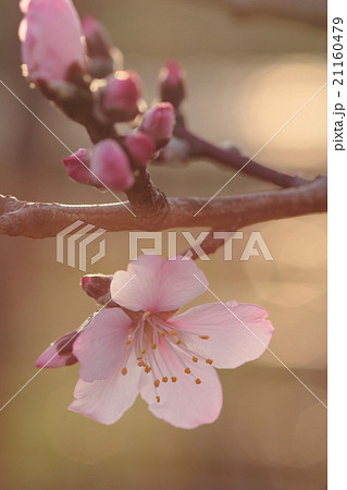 朝日を浴びて幻想的に浮かび上がり生き生きとしているピンク色の花(アーモンド) 朝日を浴びて幻想的に浮かび上がり生き生きとしているピンク色の花(アーモンド) 21160479