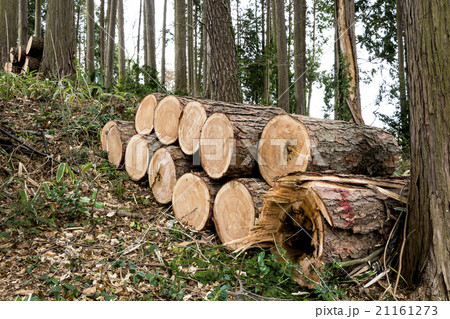 伐採された丸太 伐採された丸太 21161273