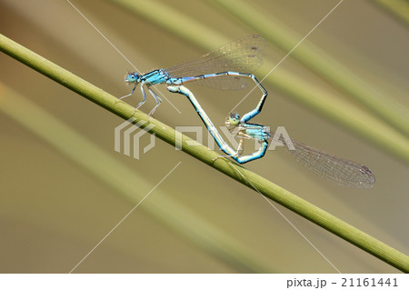 blue damselfly mating act. Heart symbol 21161441