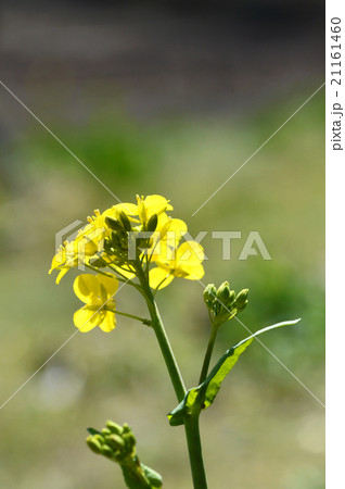 菜の花 21161460