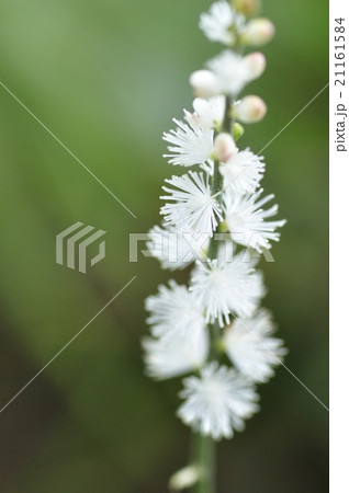 イヌショウマ イヌショウマ 21161584