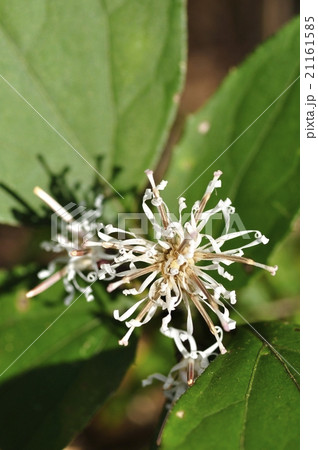 カシワバハグマ 21161585