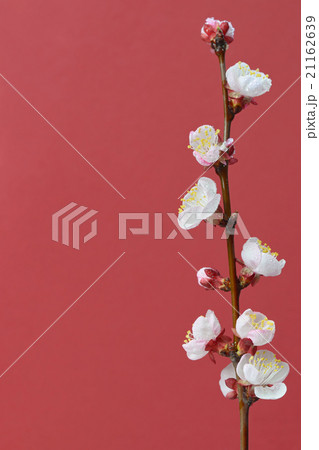 brunch cherry blossoms brunch cherry blossoms 21162639