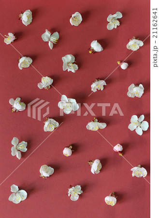 beautiful cherry blossoms beautiful cherry blossoms 21162641