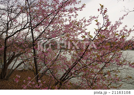 大府市の河津桜 大府市の河津桜 21163108