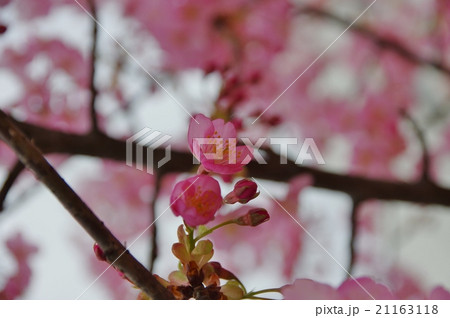 大府市の河津桜 21163118