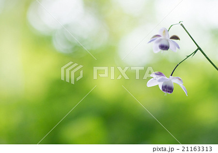 御岳山の レンゲショウマ（東京都の風景） 21163313