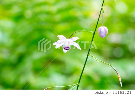 御岳山の レンゲショウマ（東京都の風景） 21163321