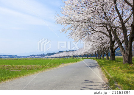 桜咲く田舎道 桜咲く田舎道 21163894