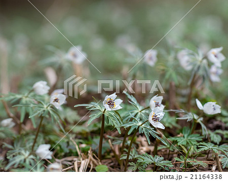 セツブンソウ セツブンソウ 21164338