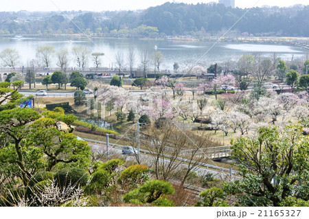 楽寿楼より千波湖を望む 楽寿楼より千波湖を望む 21165327
