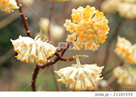 ミツマタの花 21165359