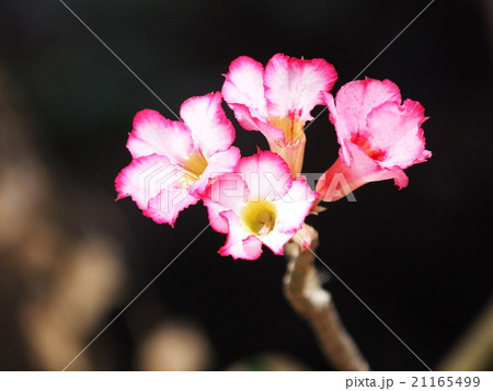 colorful desrt rose outdoor under summer sunlight colorful desrt rose outdoor under summer sunlight 21165499