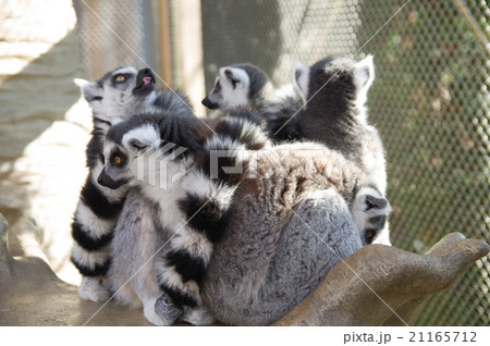 動物園のワオキツネザルの群れ 動物園のワオキツネザルの群れ 21165712