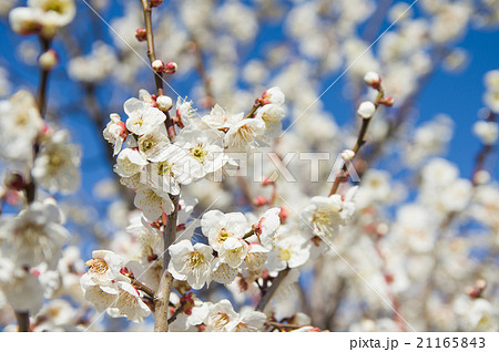 梅の花 21165843
