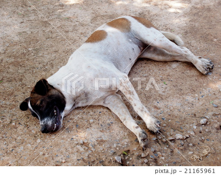 old country dog laying sleeping on sand floor old country dog laying sleeping on sand floor 21165961