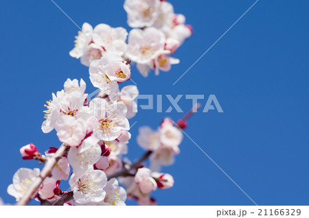 梅の花 梅の花 21166329