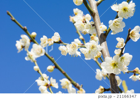 梅の花 21166347