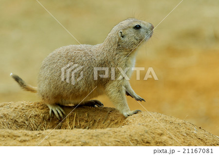 Marmot burrows on the edge 21167081