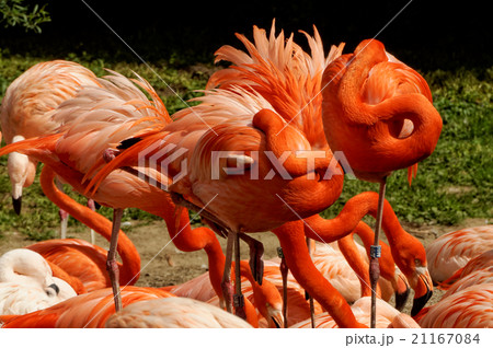 Large numbers of flamingoes Large numbers of flamingoes 21167084
