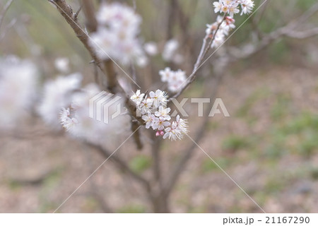 さくら 21167290