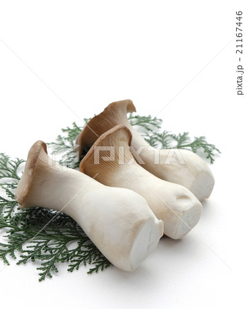 エリンギ エリンギ 21167446