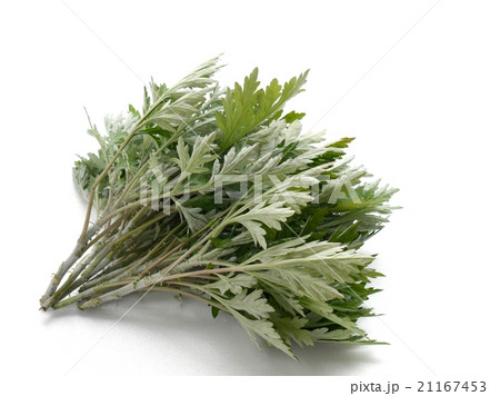 ヨモギ 21167453