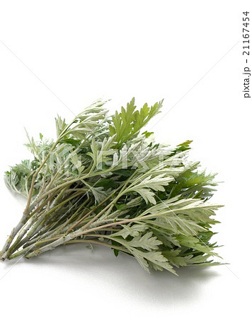ヨモギ 21167454